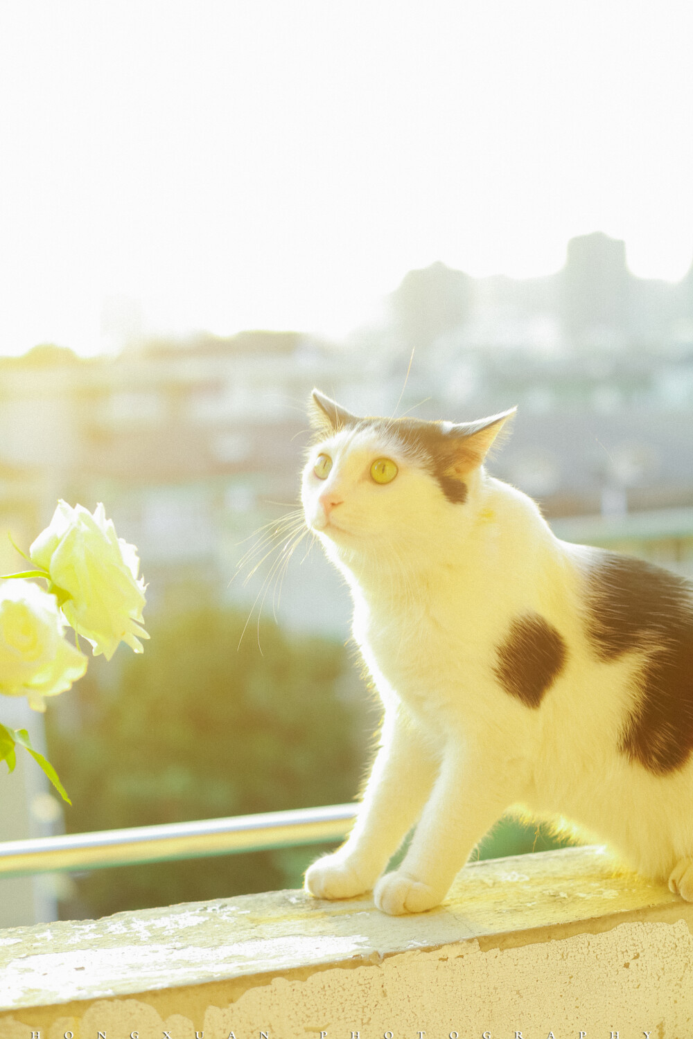 夕阳好，你和花
摄影：洪小漩
出镜：可乖
傻乎乎的样子。