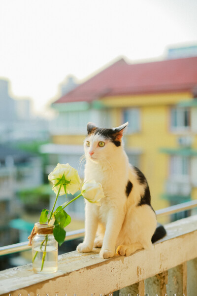 夕阳好，你和花
摄影：洪小漩
出镜：可乖
傻乎乎的样子。