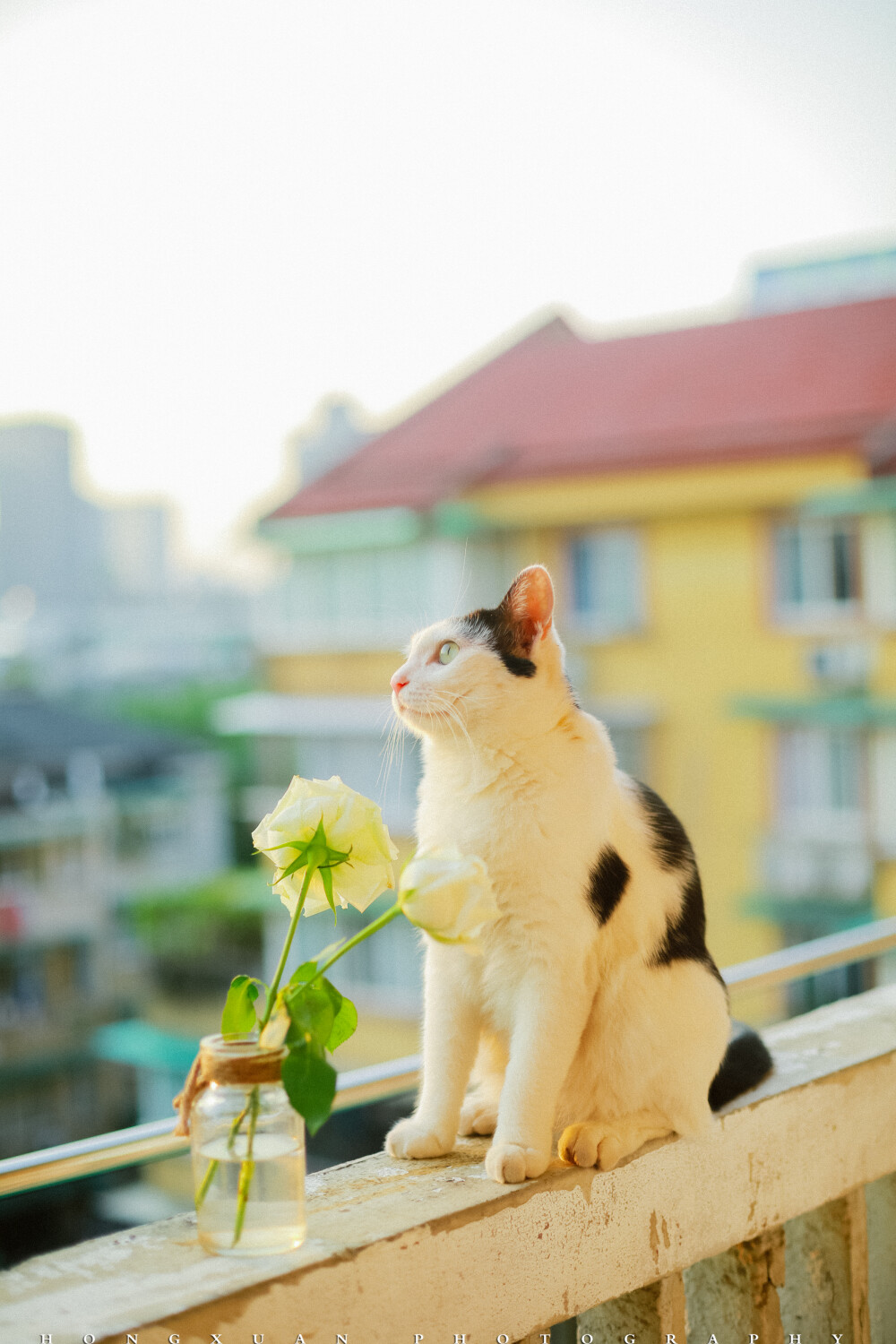 夕阳好，你和花
摄影：洪小漩
出镜：可乖
傻乎乎的样子。