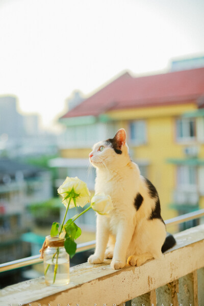 夕阳好，你和花
摄影：洪小漩
出镜：可乖
傻乎乎的样子。