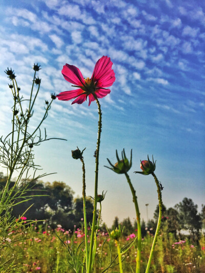 格桑花