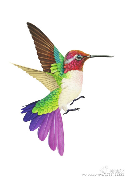 彩铅蜂鸟 （作者:@Bonnie-Zou波波安）