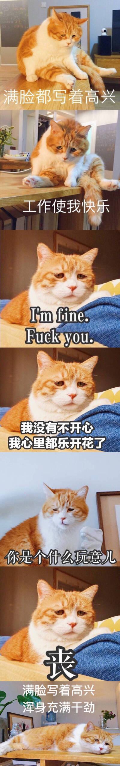 猫日