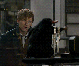 神奇动物在哪里