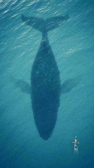 whale 壁纸