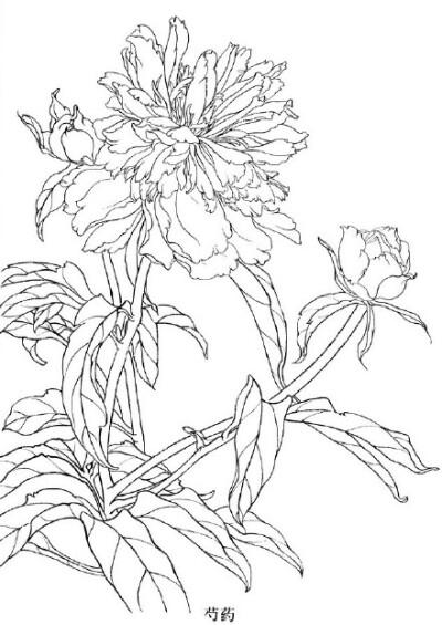 芍药