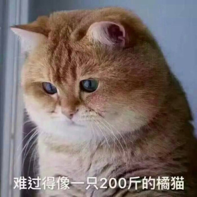 俄罗斯桔猫