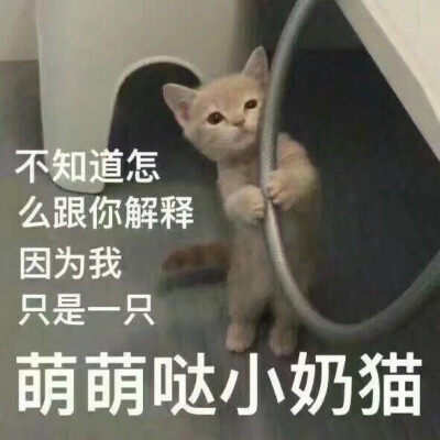 我只是只小奶猫～（猫咪 可爱 萌宠）