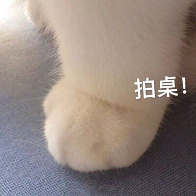 猫爪拍桌