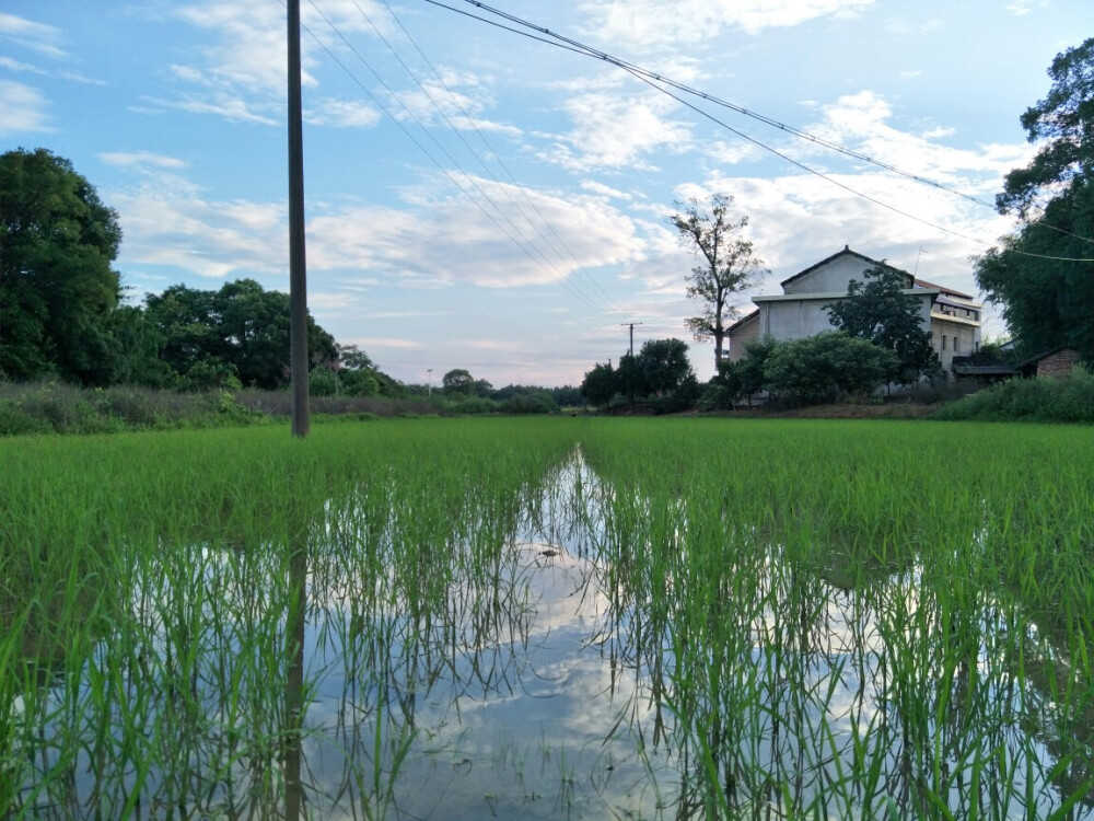 稻田