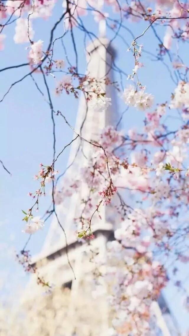 樱花清新背景/壁纸/Sakura