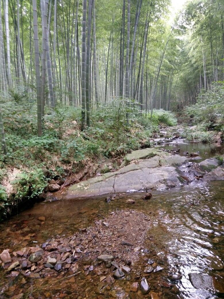 南山竹海，清溪翠竹