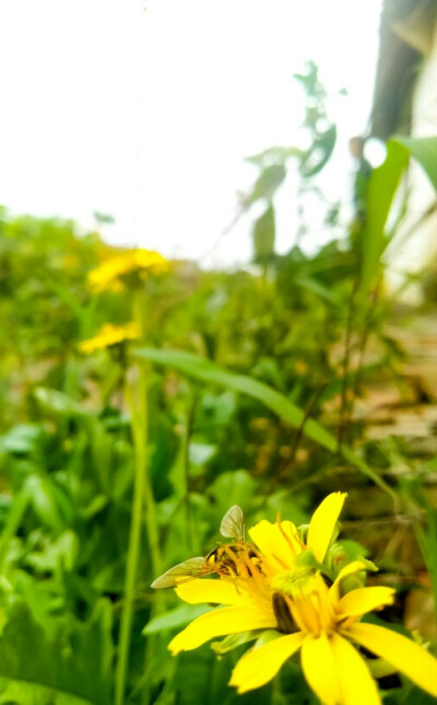 屋前小黄花