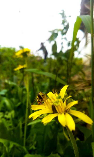 小黄花与小蜜蜂