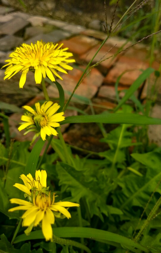 小黄花与红砖