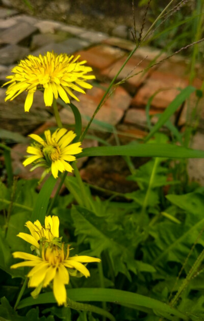 小黄花与红砖