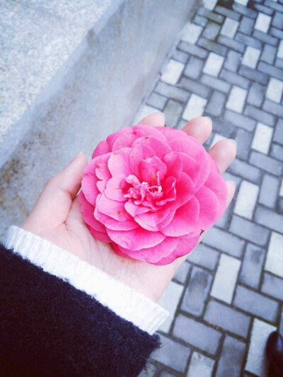 你不知落花
几时