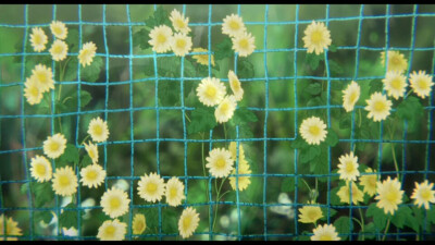 声之形 漫画 插画 动漫 头像 背景