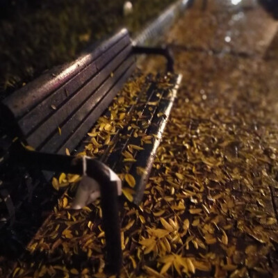 下班路上的落叶