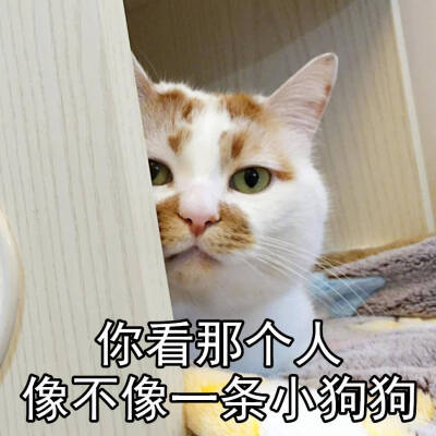 楼楼