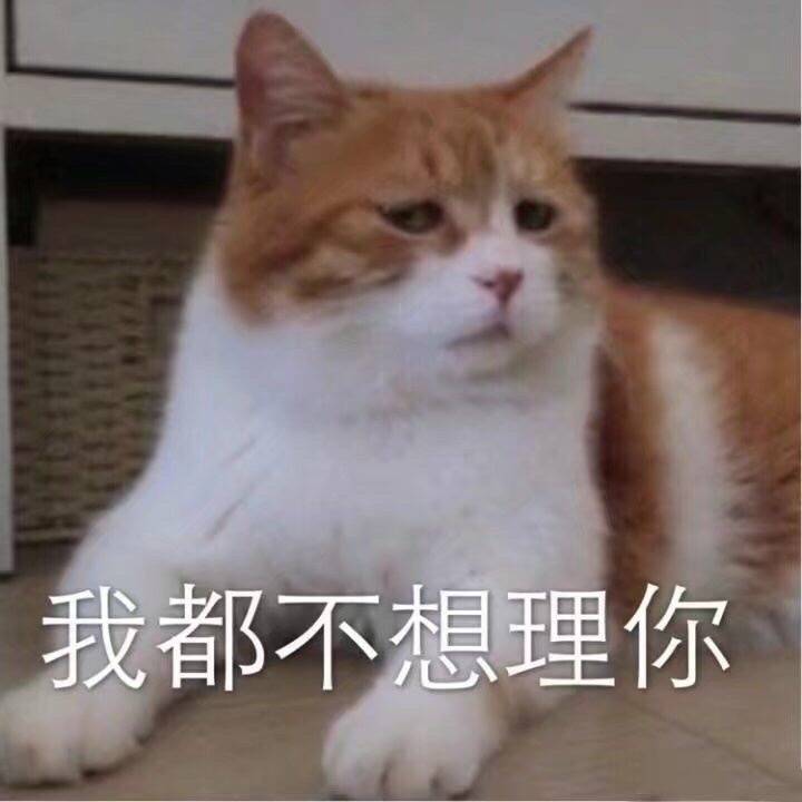 猫日