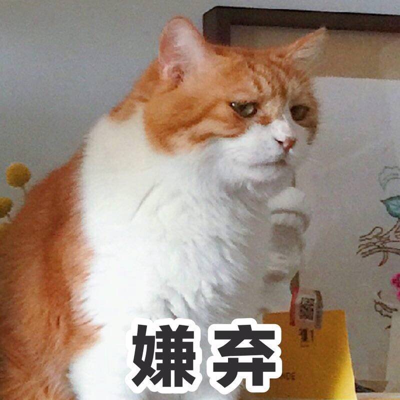 猫日