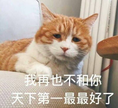 猫日