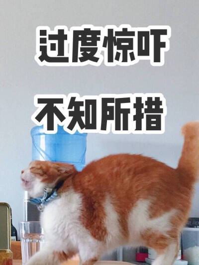 猫日