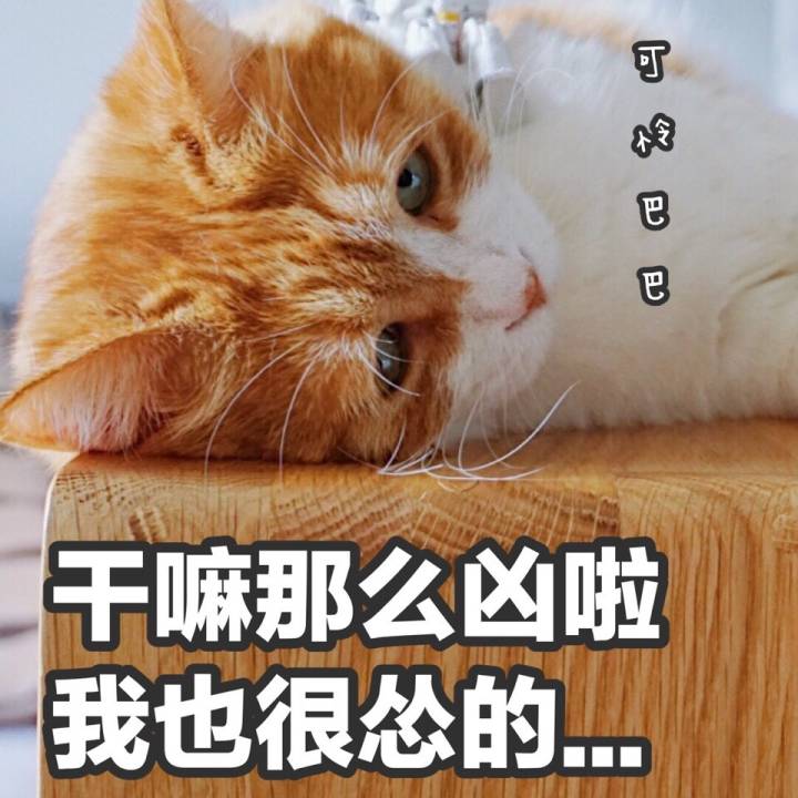 猫日