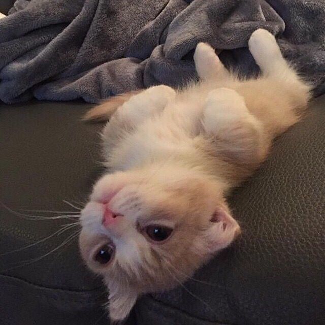 Daisy妤故の猫 小奶猫 可爱 猫星人