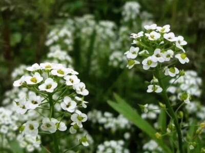 【荠菜花】
学名：Capsellae bursa-pastoris（L.）Medic.
花语：为你献上我的全部
门：被子植物门
纲：双子叶植物纲
目：罂粟目
科：十字花科
属：荠属
种：荠菜
产地分布
全国各地均有分布或栽培。
药物作用
全国各…