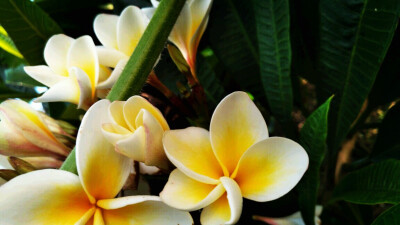 鸡蛋花（Plumeria rubra L. cv. Acutifolia），别名缅栀子、蛋黄花、印度素馨、大季花，夹竹桃科、鸡蛋花属落叶灌木或小乔木。