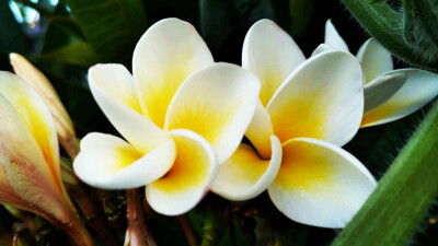 鸡蛋花（Plumeria rubra L. cv. Acutifolia），别名缅栀子、蛋黄花、印度素馨、大季花，夹竹桃科、鸡蛋花属落叶灌木或小乔木。