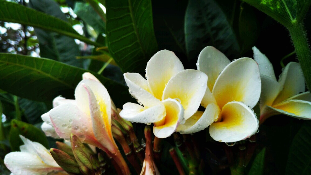 鸡蛋花（Plumeria rubra L. cv. Acutifolia），别名缅栀子、蛋黄花、印度素馨、大季花，夹竹桃科、鸡蛋花属落叶灌木或小乔木。