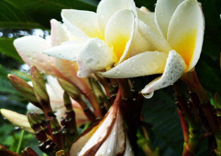 鸡蛋花（Plumeria rubra L. cv. Acutifolia），别名缅栀子、蛋黄花、印度素馨、大季花，夹竹桃科、鸡蛋花属落叶灌木或小乔木。