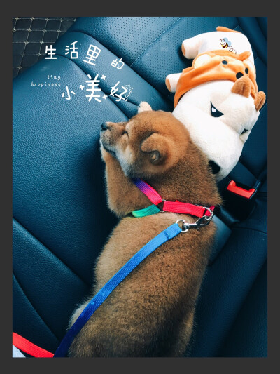 车里好不容易睡着啦