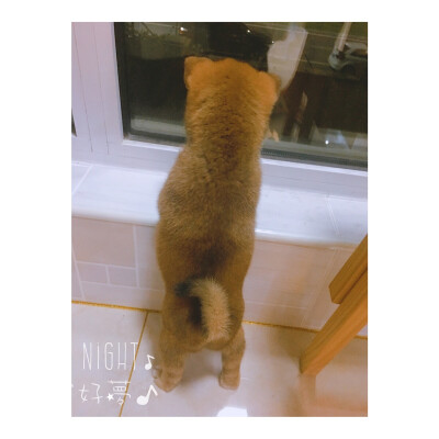 斯基最爱的就是看窗外！