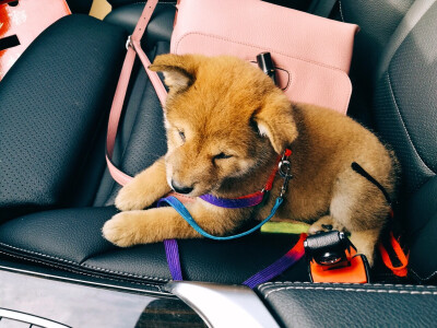 每天都要送去姥姥家