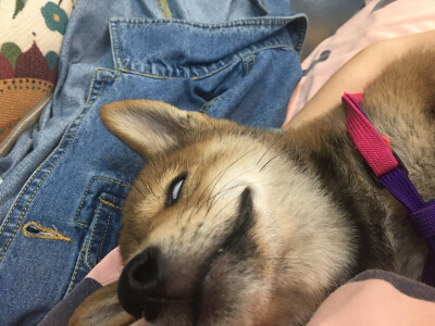 哈哈。吓人的白眼