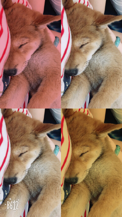 在我怀里睡得可香啦