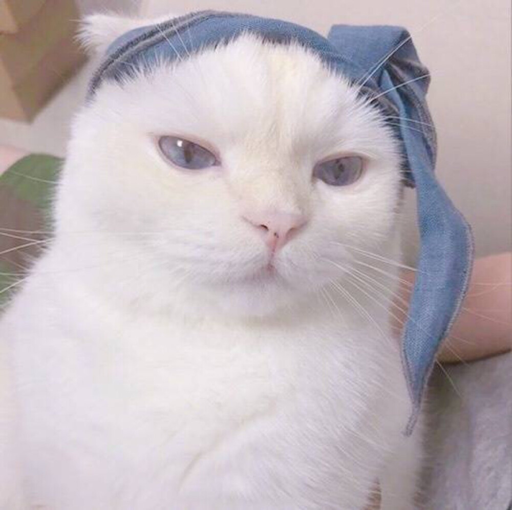 猫猫