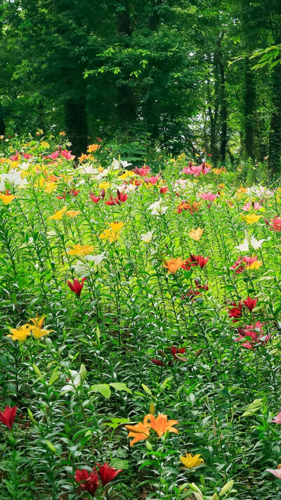 草和花