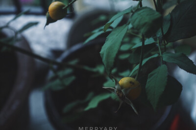 ᴘʜᴏᴛᴏ ʙʏ ᴍᴇʀʀʏᴀʀʏ
ᴡɪᴛʜ ᴘᴇɴᴛᴀx
2⃞0⃞1⃞7⃞.1⃞0⃞.0⃞3⃞
ʀᴀɪɴɪɴɢ ᴀʟʟ ᴅᴀʏ