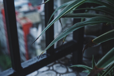 ᴘʜᴏᴛᴏ ʙʏ ᴍᴇʀʀʏᴀʀʏ
ᴡɪᴛʜ ᴘᴇɴᴛᴀx
2⃞0⃞1⃞7⃞.1⃞0⃞.0⃞3⃞
ʀᴀɪɴɪɴɢ ᴀʟʟ ᴅᴀʏ