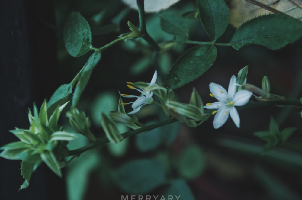 ᴘʜᴏᴛᴏ ʙʏ ᴍᴇʀʀʏᴀʀʏ
ᴡɪᴛʜ ᴘᴇɴᴛᴀx
2⃞0⃞1⃞7⃞.1⃞0⃞.0⃞3⃞
ʀᴀɪɴɪɴɢ ᴀʟʟ ᴅᴀʏ