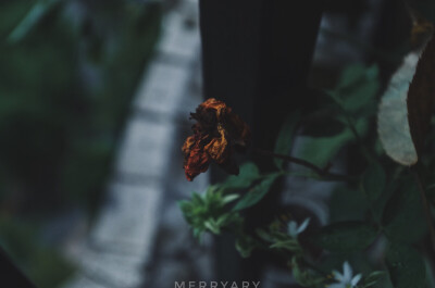 ᴘʜᴏᴛᴏ ʙʏ ᴍᴇʀʀʏᴀʀʏ
ᴡɪᴛʜ ᴘᴇɴᴛᴀx
2⃞0⃞1⃞7⃞.1⃞0⃞.0⃞3⃞
ʀᴀɪɴɪɴɢ ᴀʟʟ ᴅᴀʏ