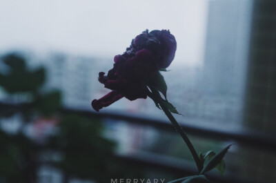 ᴘʜᴏᴛᴏ ʙʏ ᴍᴇʀʀʏᴀʀʏ
ᴡɪᴛʜ ᴘᴇɴᴛᴀx
2⃞0⃞1⃞7⃞.1⃞0⃞.0⃞3⃞
ʀᴀɪɴɪɴɢ ᴀʟʟ ᴅᴀʏ