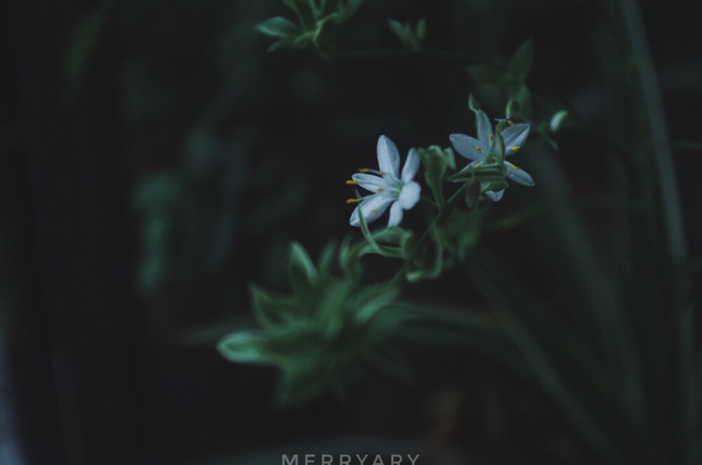 ᴘʜᴏᴛᴏ ʙʏ ᴍᴇʀʀʏᴀʀʏ
ᴡɪᴛʜ ᴘᴇɴᴛᴀx
2⃞0⃞1⃞7⃞.1⃞0⃞.0⃞3⃞
ʀᴀɪɴɪɴɢ ᴀʟʟ ᴅᴀʏ