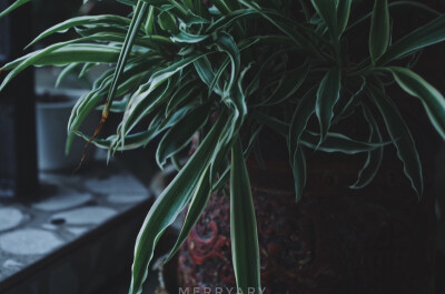 ᴘʜᴏᴛᴏ ʙʏ ᴍᴇʀʀʏᴀʀʏ
ᴡɪᴛʜ ᴘᴇɴᴛᴀx
2⃞0⃞1⃞7⃞.1⃞0⃞.0⃞3⃞
ʀᴀɪɴɪɴɢ ᴀʟʟ ᴅᴀʏ