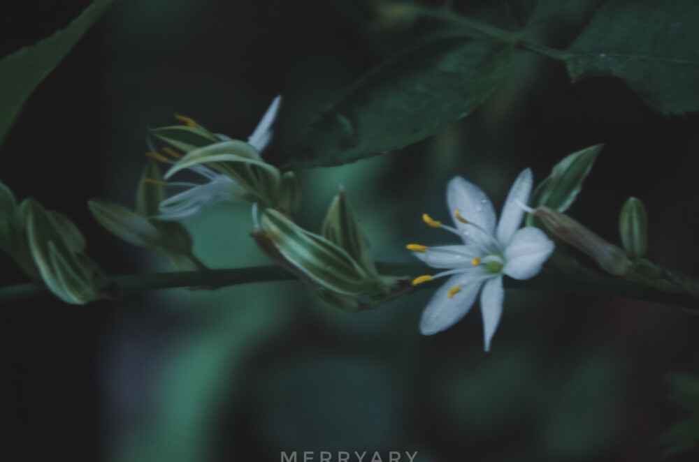 ᴘʜᴏᴛᴏ ʙʏ ᴍᴇʀʀʏᴀʀʏ
ᴡɪᴛʜ ᴘᴇɴᴛᴀx
2⃞0⃞1⃞7⃞.1⃞0⃞.0⃞3⃞
ʀᴀɪɴɪɴɢ ᴀʟʟ ᴅᴀʏ